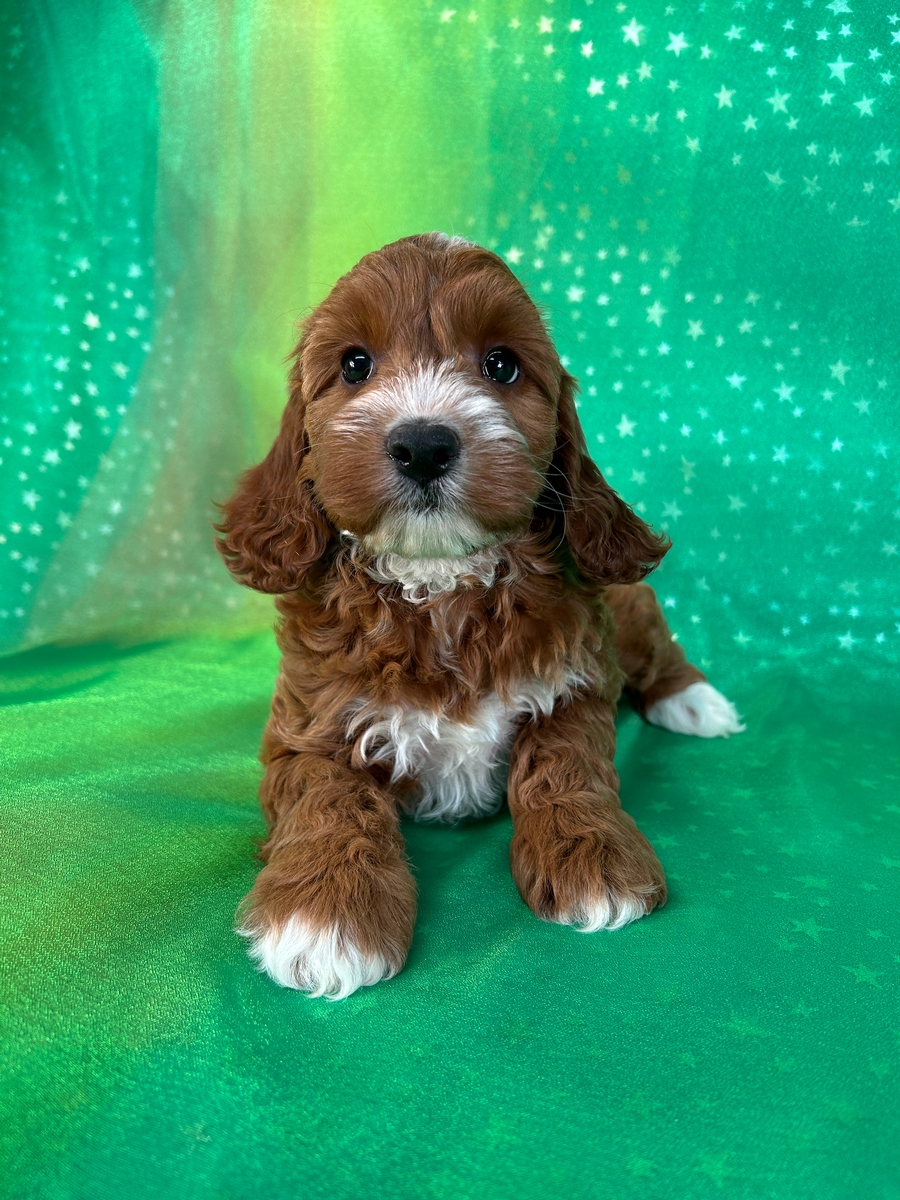 Dark Red Female Cockapoo Puppy for Sale DOB 6-19-2024 $1200